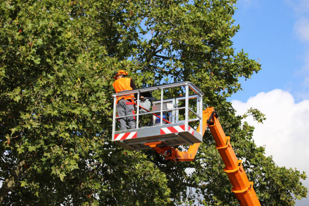 Best Tree Clearing Services  in Seymour, TN